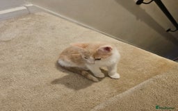 Mixed Breed cats for sale: Beautiful kitten  - Image 2
