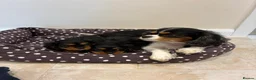 Cavalier King Charles Spaniel dogs for sale: Cavalier King Charles Spaniel Puppies in Snodland - Advert 3