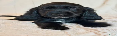 Brown Collar