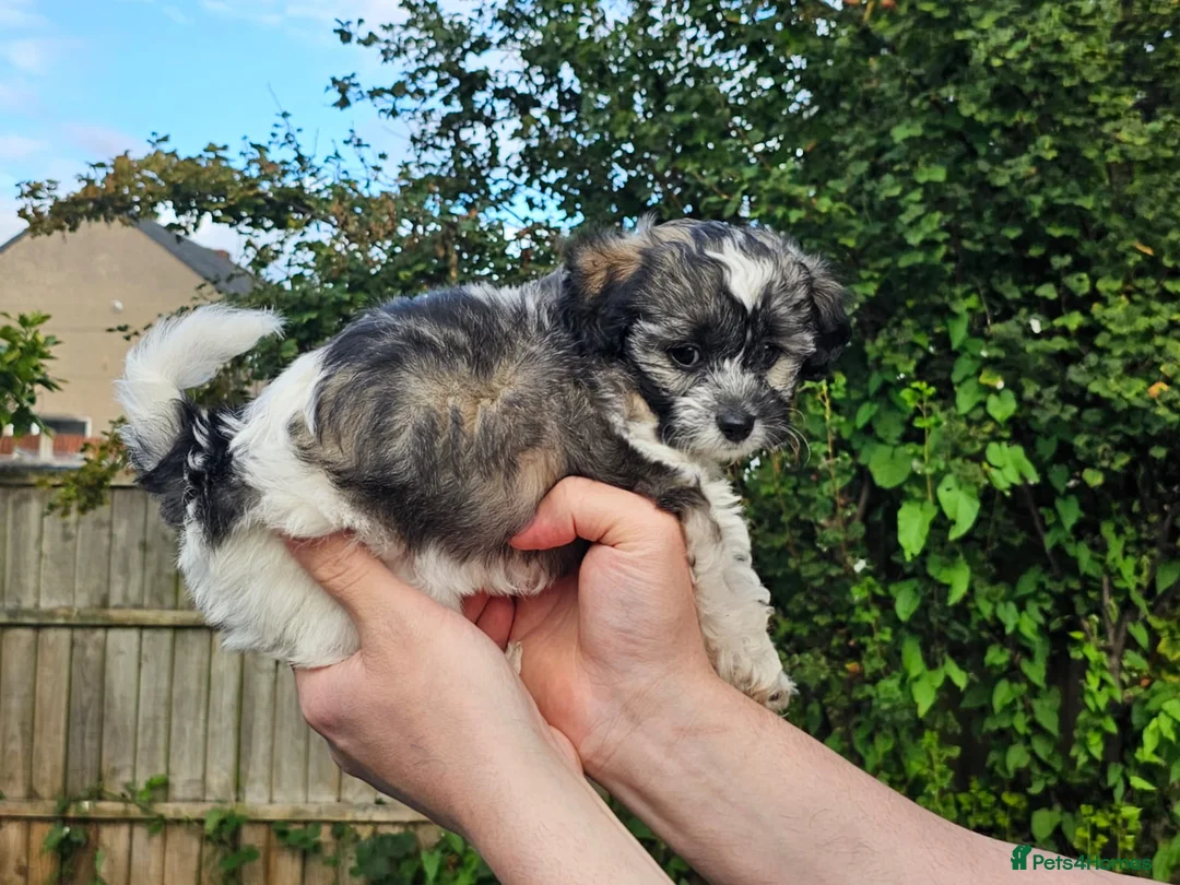 Shihpoo dogs for stud: Otis in Derby - Advert 6