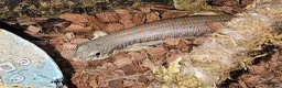 Lizard reptiles for sale: 2 Schneider/berber skinks - Advert 5