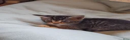 Mixed Breed cats for sale: Lovely Bengal x kittens for sale. - Advert 17
