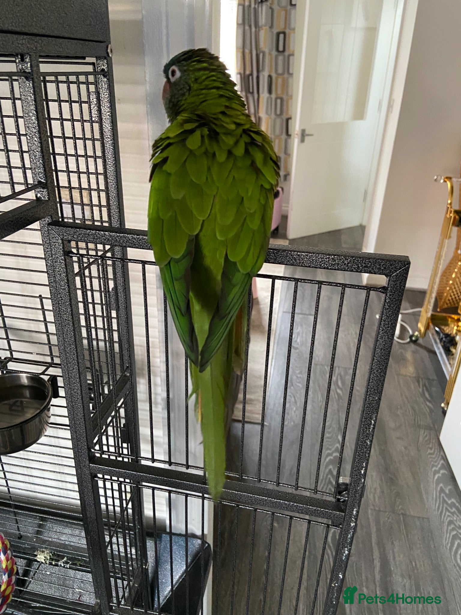 Conures birds Blue-crowned parakeet  - Advert 1