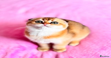 Scottish Fold cats - Advert 4