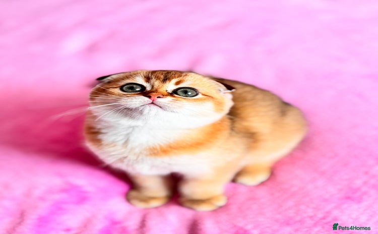 Scottish Fold cats - Advert 3