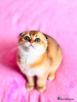 Scottish Fold cats - Advert 4