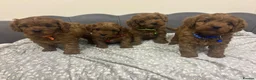 Cavapoo dogs for sale: Stunning F1 Toy Cavapoo Pups - Advert 26