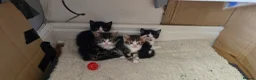 Mixed Breed cats for sale: 4 beautiful kittens - Advert 10