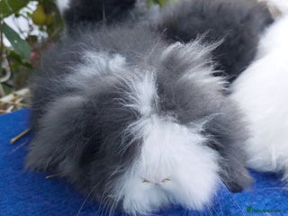 Angora rabbits TEDDYWIDDER BABIES - Advert 1
