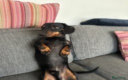 Dachshund dogs for stud: Dachshund for stud  in Heywood - Image 4