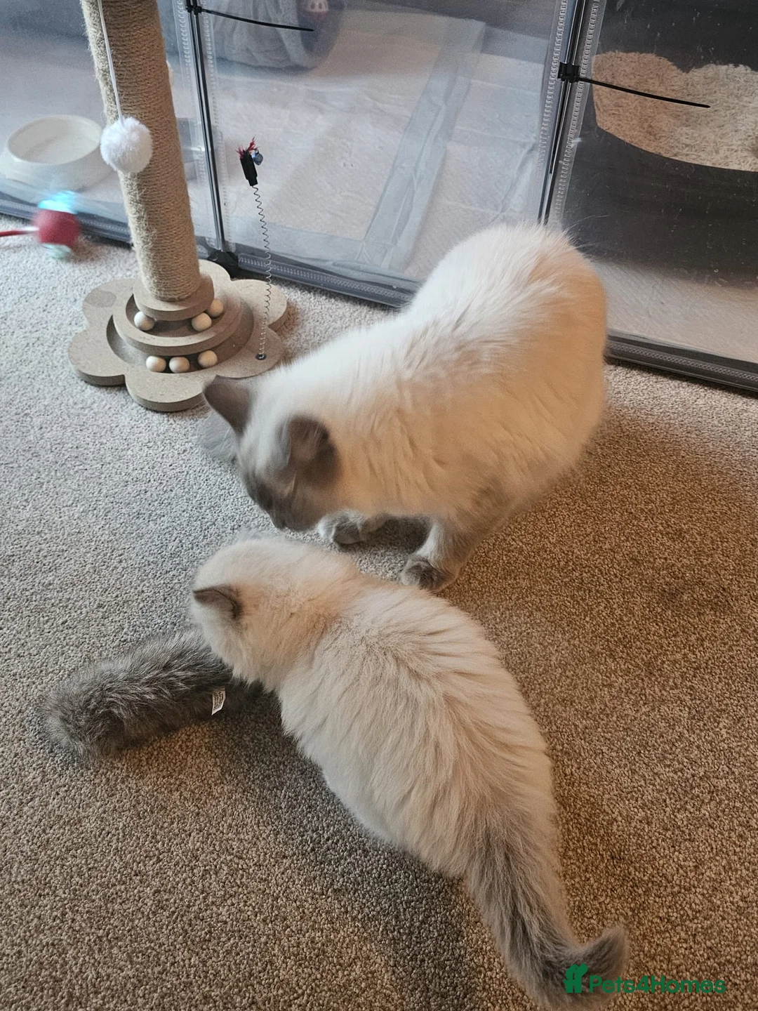 Ragdoll cats for sale:  🐾 2 Stunning BluePoint Mitted Ragdoll Kittens 🐾 in Worcester - Advert 14