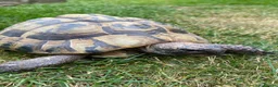 Hermann Tortoise reptiles for sale: Hermann Tortoise - Advert 2