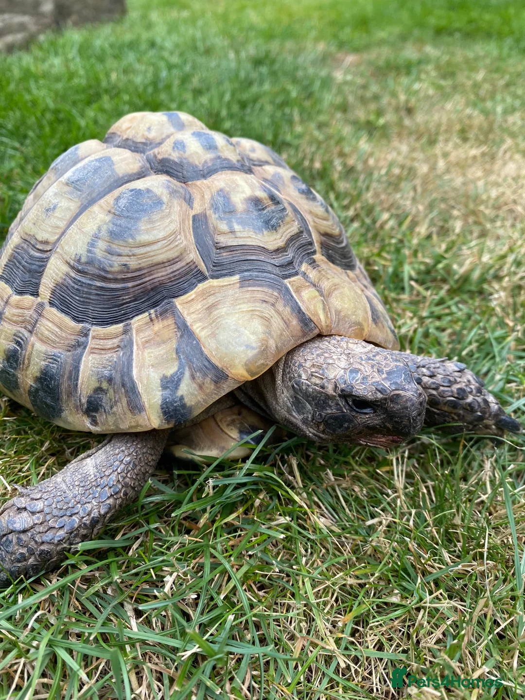 Hermann Tortoise reptiles for sale: Hermann Tortoise - Advert 2