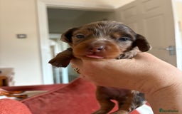 Miniature Dachshund dogs for sale: Longhair miniature dachshund  - Image 10