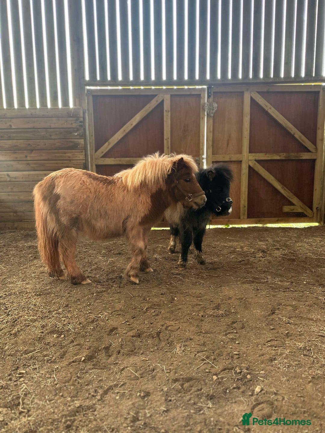 Shetland pony horses for sale: Shetland ponies for sale - Advert 4