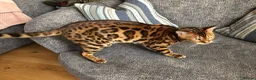 Bengal cats for sale: Bengal kittens  - Advert 7