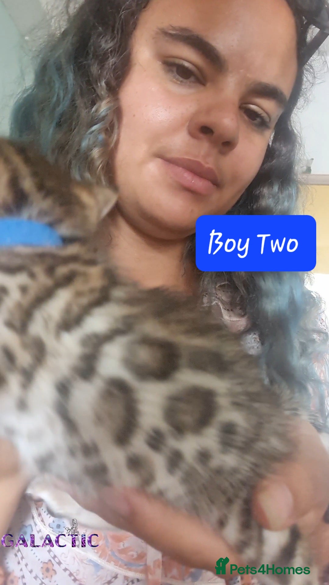 Bengal cats for sale: Beautiful Bengal Kittens  in Sutton - Image 17