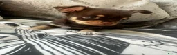 Chihuahua dogs for sale: Beautiful chihuahua puppies  - Advert 24