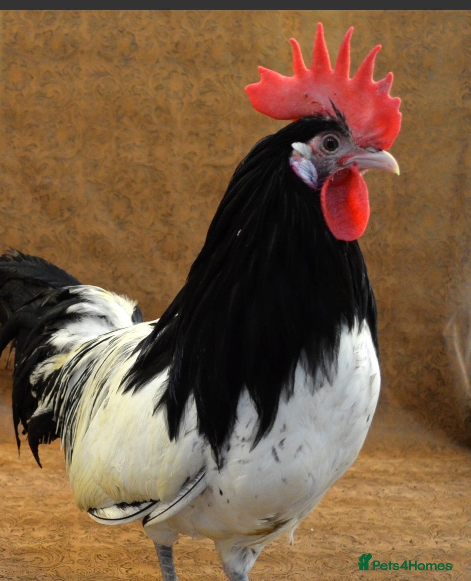 Chickens poultry for sale: HANDSOME LAKENVELDER COCKEREL - Advert 1