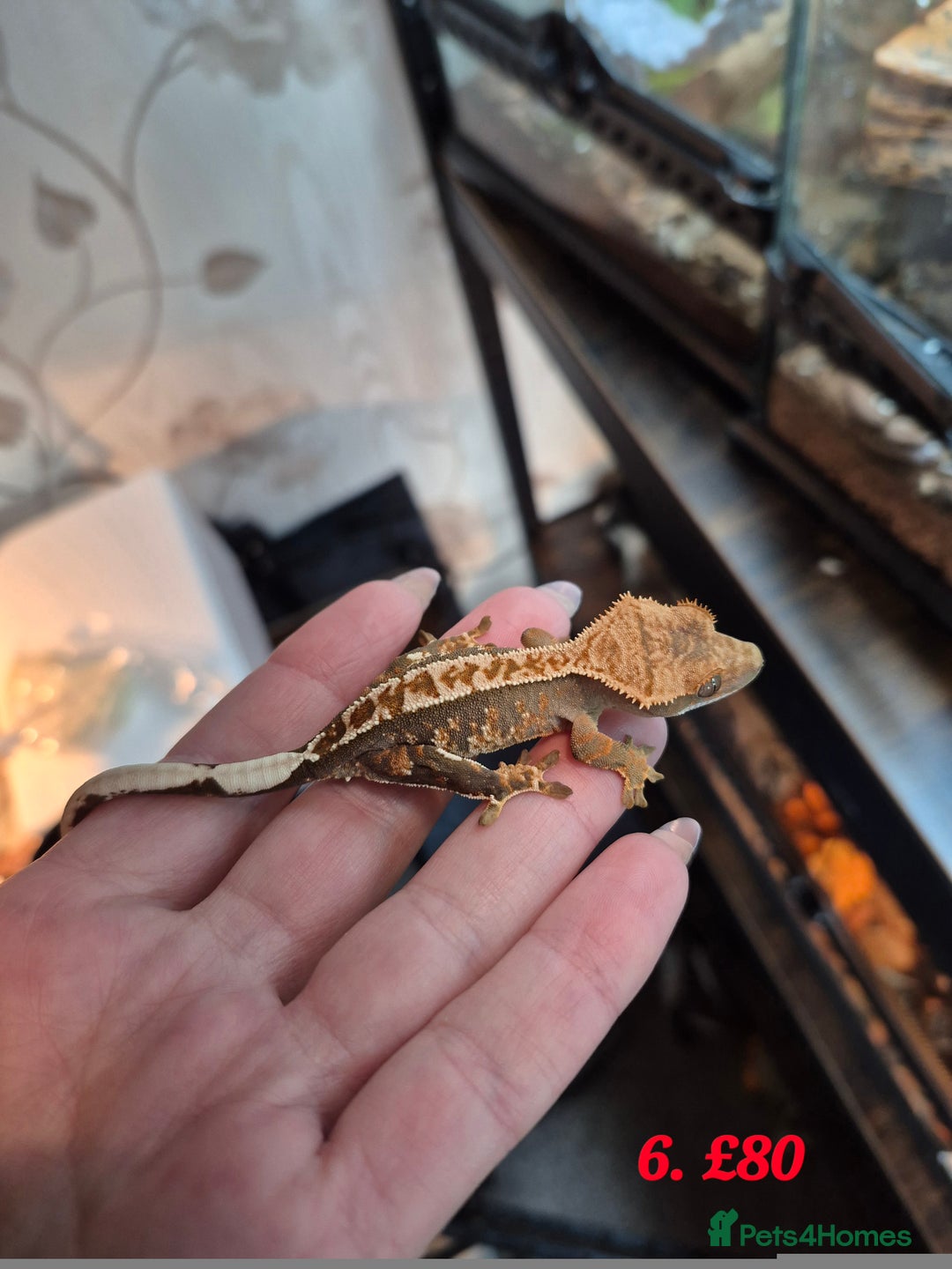Gecko reptiles for sale: Baby Crested Geckos available - Advert 5