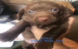 Mixed Breed dogs for sale: Miniature dachshund x springer spaniel puppies  - Image 10