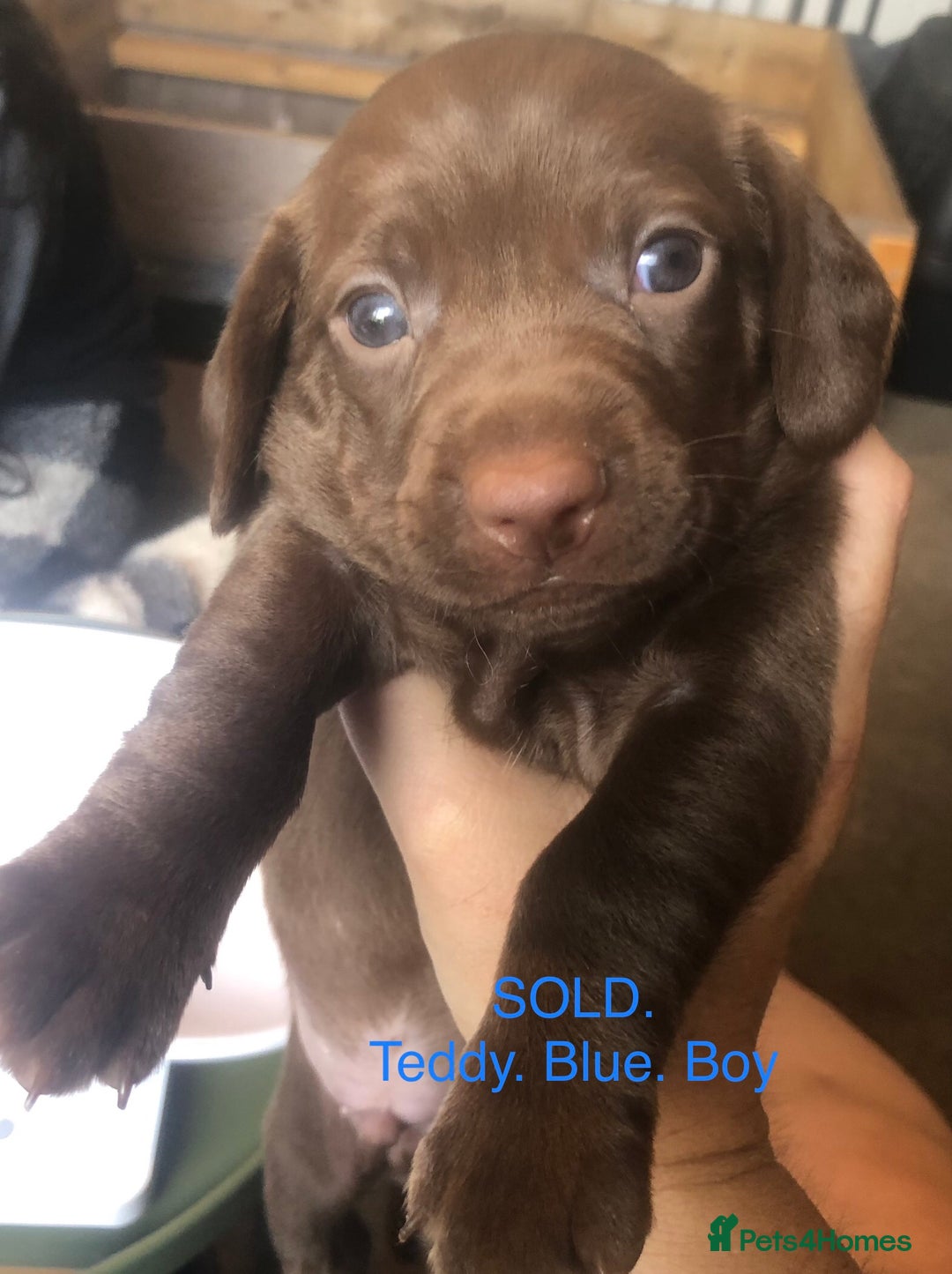 Mixed Breed dogs for sale: Miniature dachshund x springer spaniel puppies  - Image 10