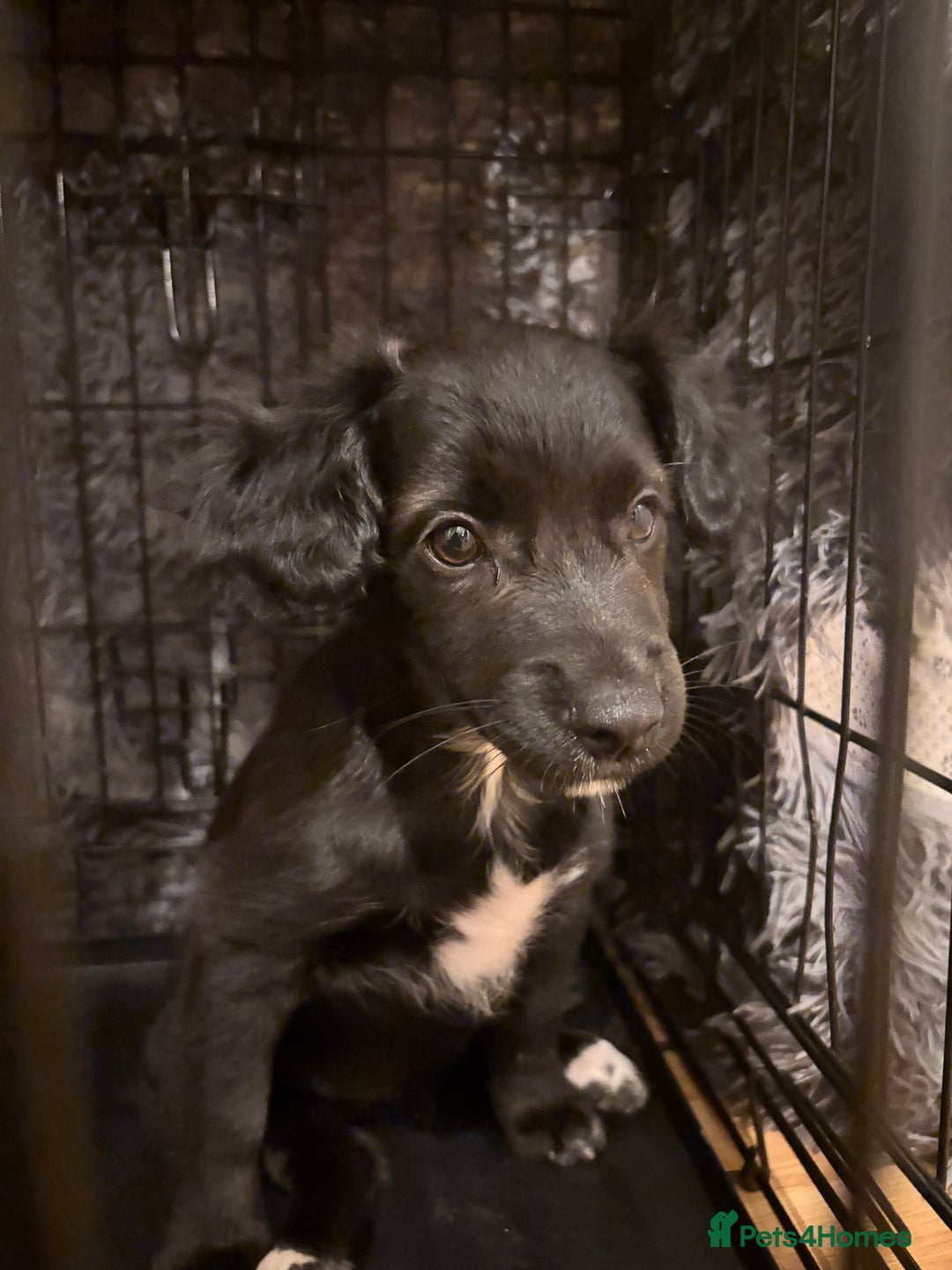 Mixed Breed dogs for sale: Pomeranian x Chihuahua puppies  - Advert 20