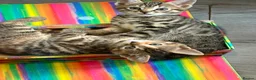 Mixed Breed cats for sale: READY NOW SIX STUNNING KITTENS  - Advert 9