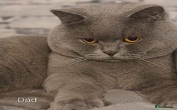 British Shorthair cats for sale: Healthy British shorthair kittens - Image 10