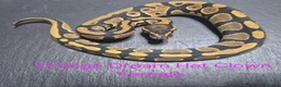 Python Snake reptiles for sale: Various Ball Python Hatchlings - Advert 6