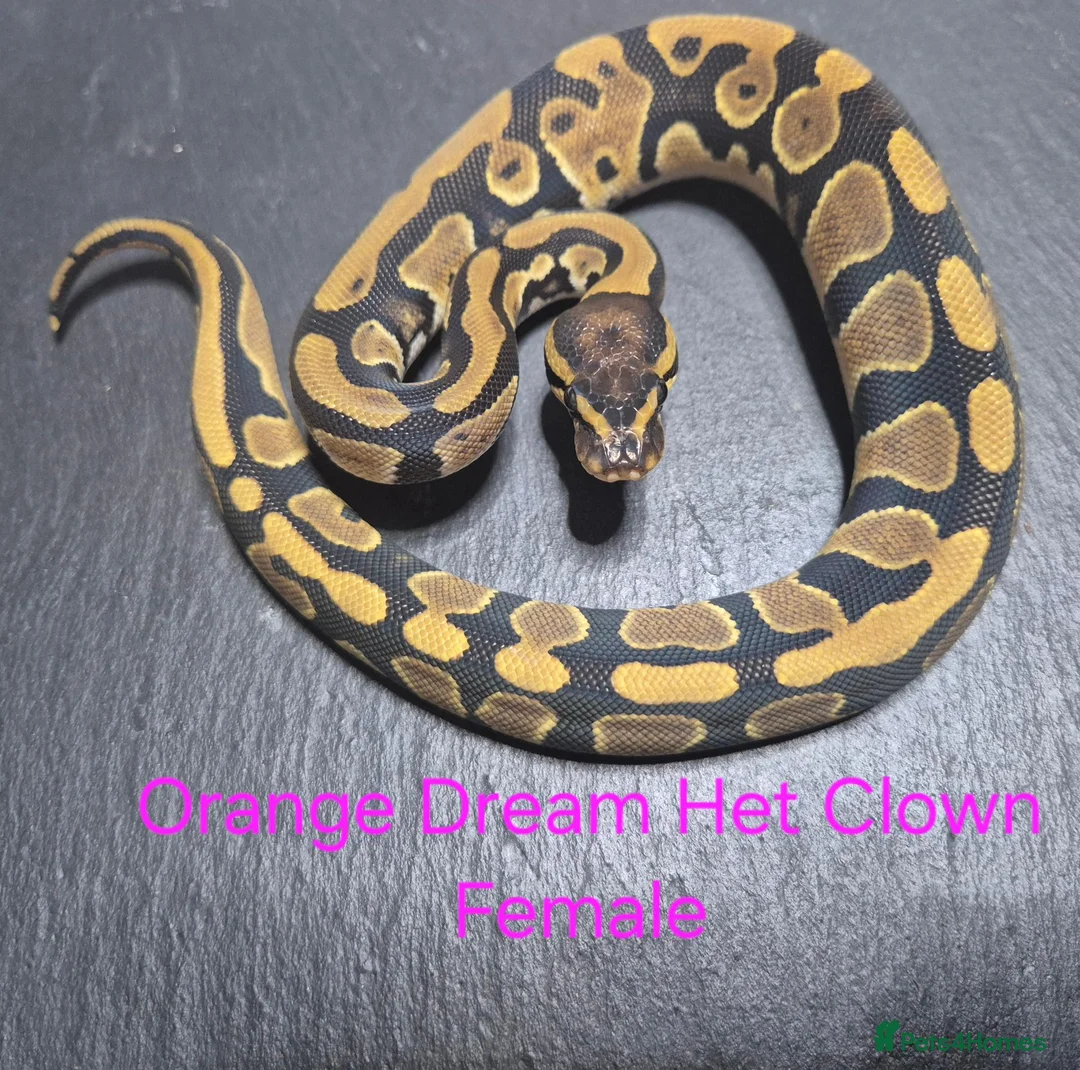 Python Snake reptiles for sale: Various Ball Python Hatchlings - Advert 6