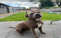 Staffordshire Bull Terrier dogs for sale: Staffordshire bull terrier  - Image 6