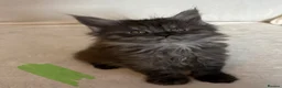 Maine Coon cats for sale: READY NOW 🐾 STUNNING GCCF MAINE COON KITTENS 🐾 - Advert 29