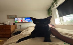 Mixed Breed cats for sale: Black kitten - Advert 6