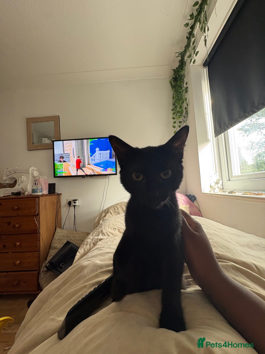 Mixed Breed cats for sale: Black kitten - Advert 6