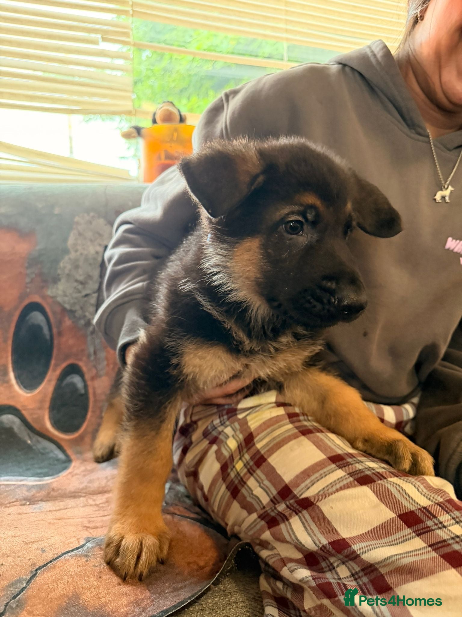 German Shepherd dogs for sale: Beautiful German Shepherd Pups  - Advert 14