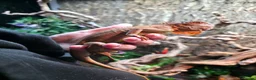 Iguana reptiles for sale: Beautiful lemon red iguana  - Advert 3