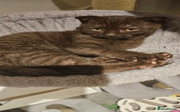 Scottish Fold cats for sale: Cappuccino Scottish fold-Reluctant sale - Advert 5