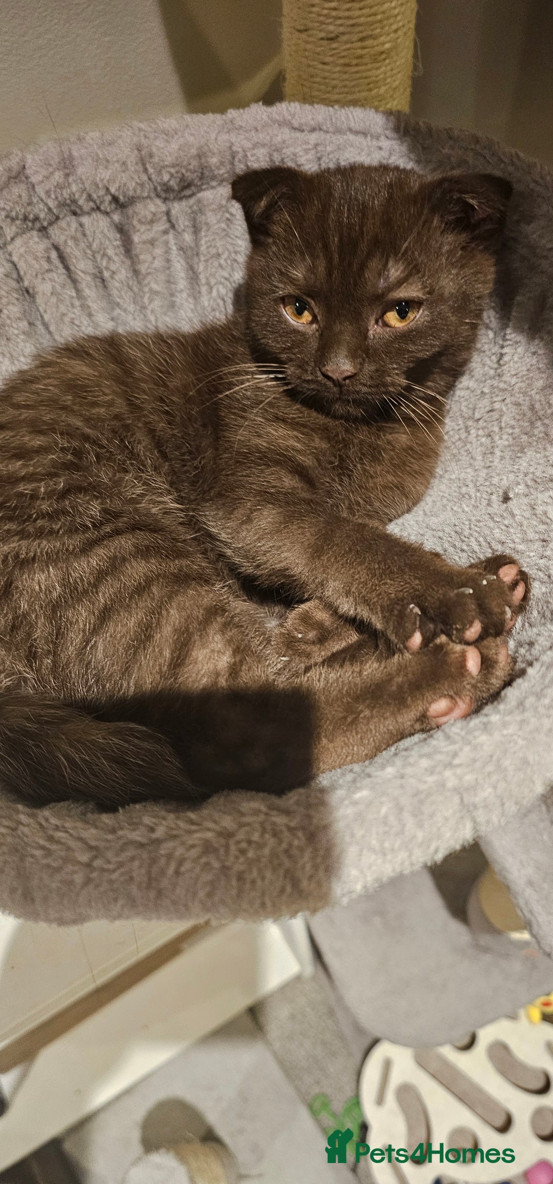 Scottish Fold cats for sale: Cappuccino Scottish fold-Reluctant sale - Advert 5