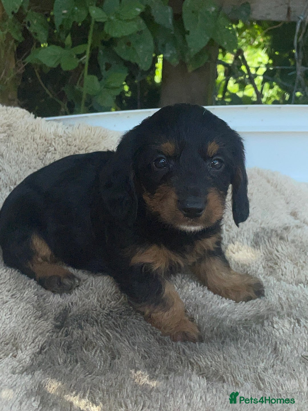 Doxiepoo dogs for sale: Doxiepoos - Image 18