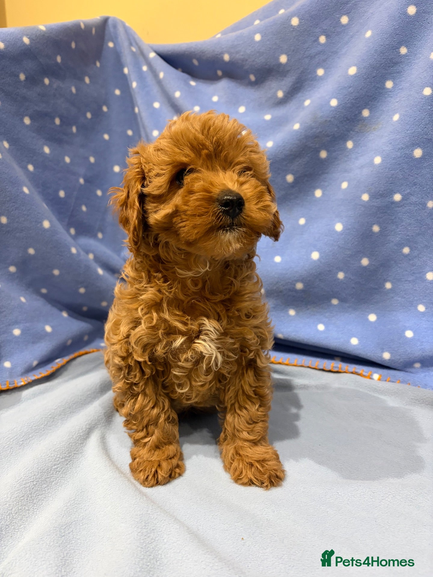 Cavapoo dogs FULLY HEALTH TESTED F1B RED AND GOLD CAVAPOOS - Advert 1