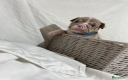 English Bulldog dogs for sale: Mr muscles pup 7 weeks old ready to go 28th  - Image 6