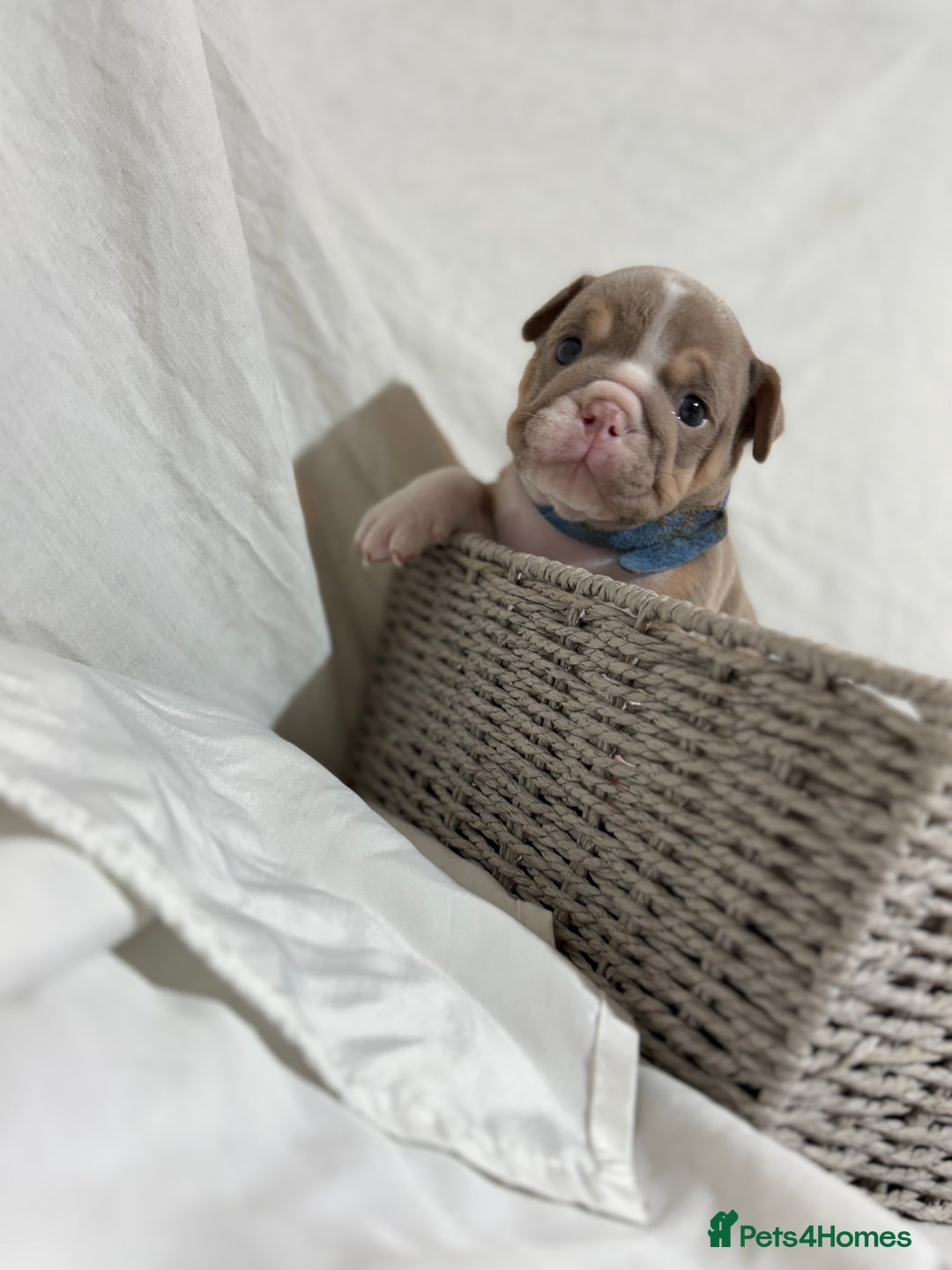 English Bulldog dogs for sale: Mr muscles pup 7 weeks old ready to go 28th  - Image 6