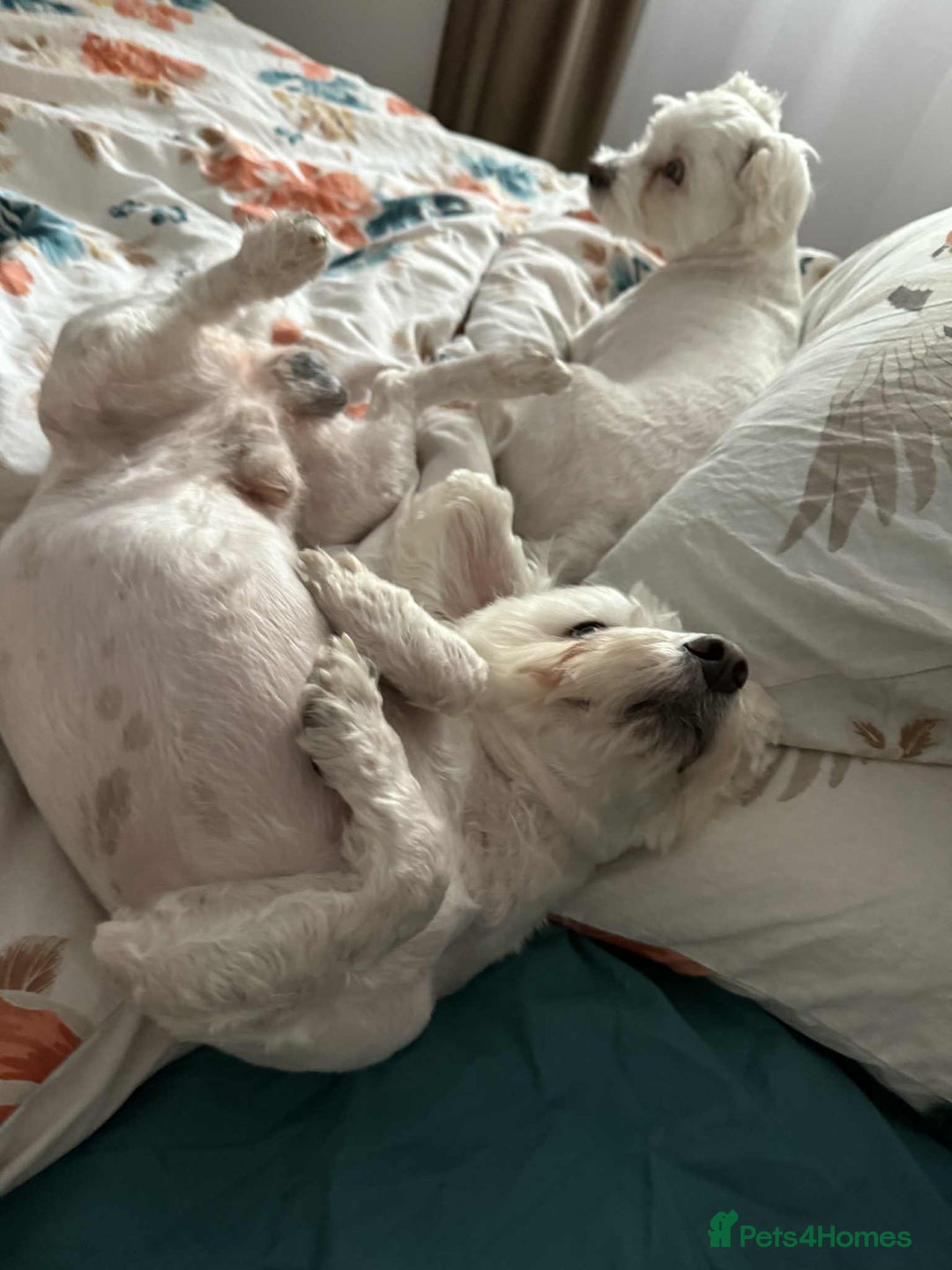 Maltese dogs for stud: Maltese For Stud - Advert 5