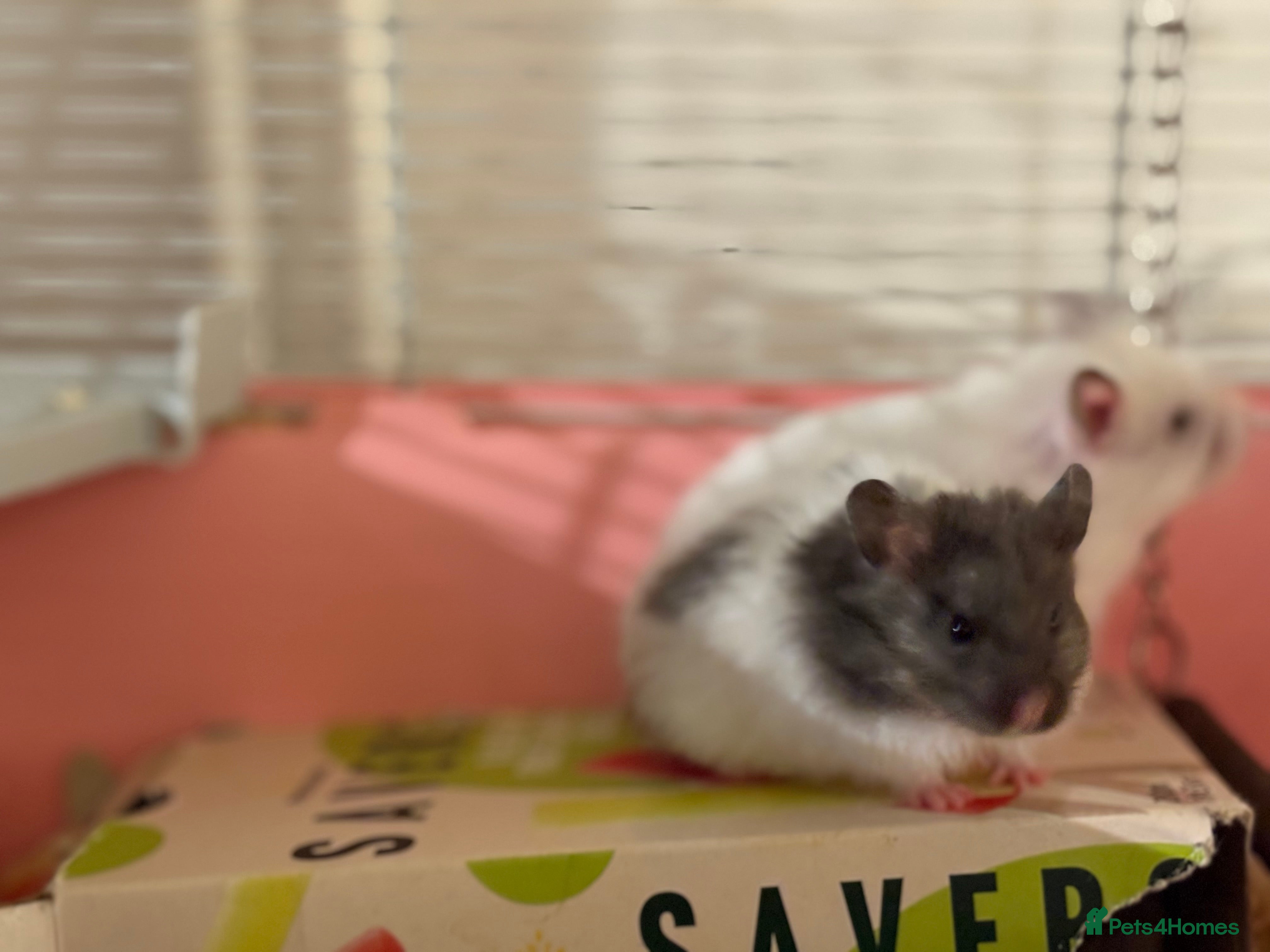 Hamster rodents Baby hamsters for sale - Advert 12