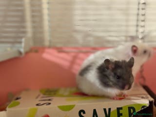 Hamster rodents Baby hamsters for sale - Advert 12