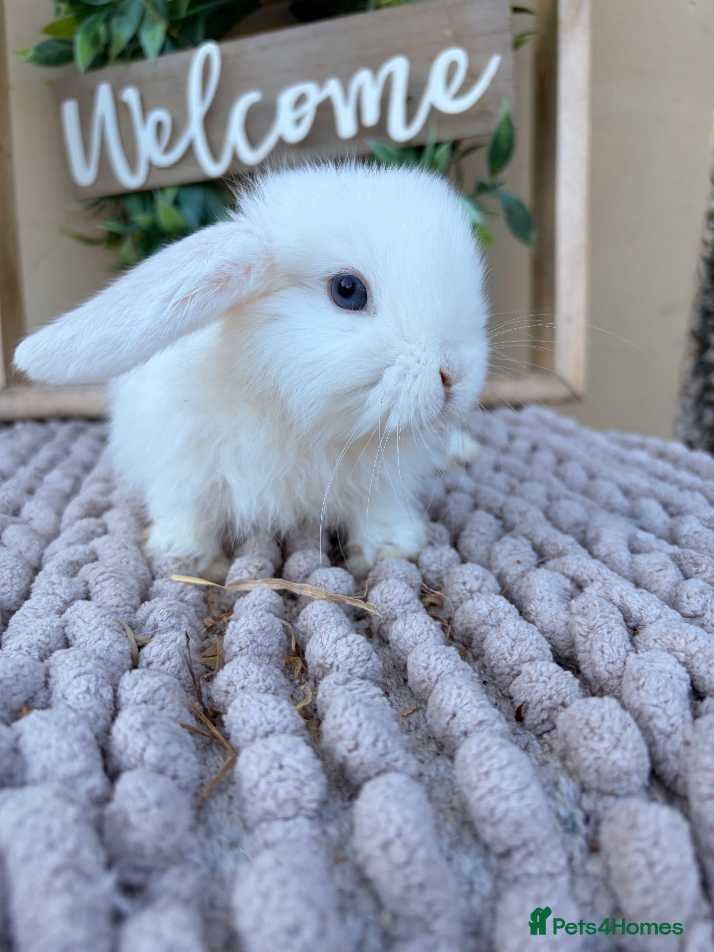 Mini Lop rabbits Mini lop babies and adults  - Advert 2