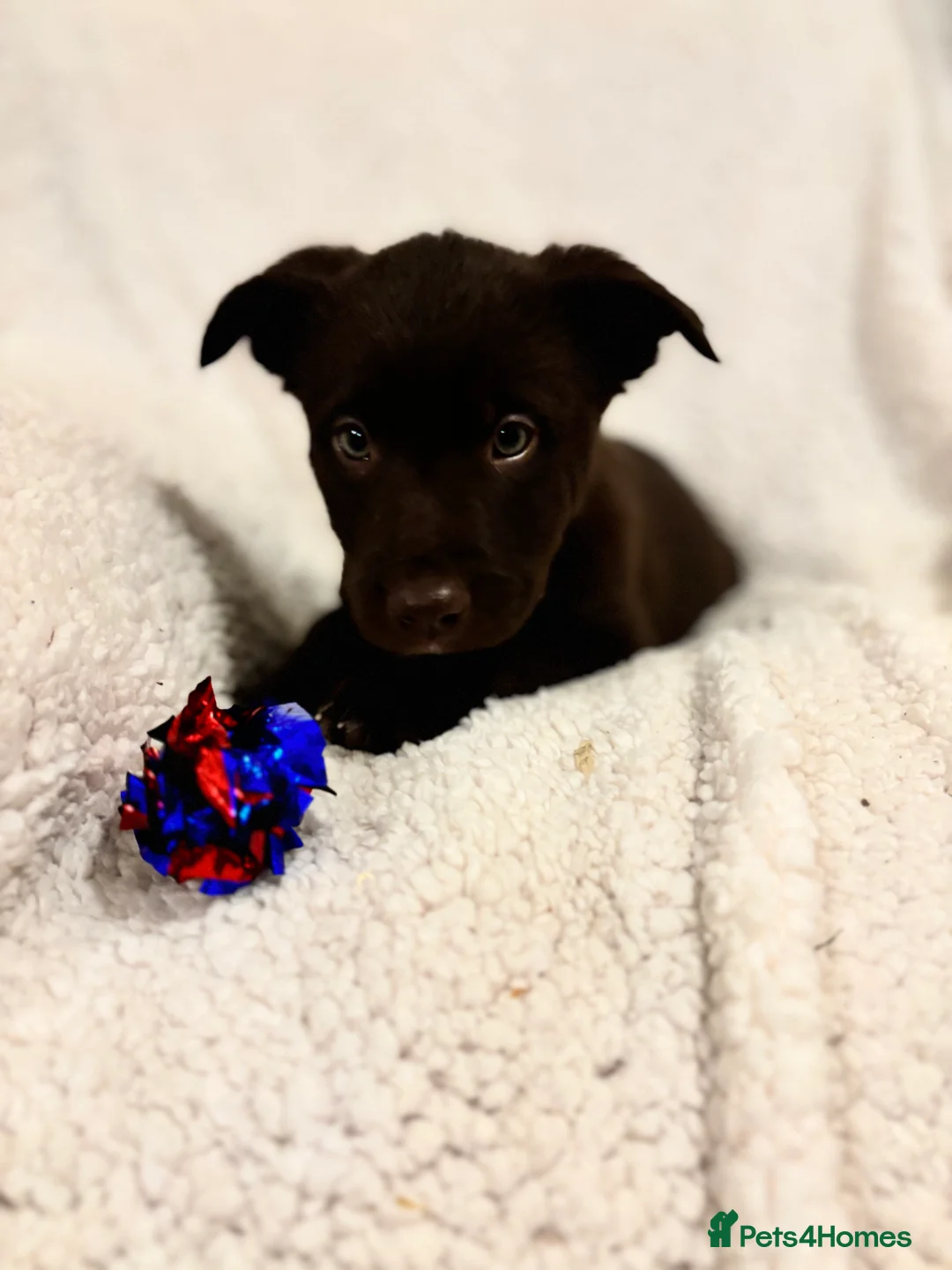 Borador dogs for sale: Beautiful Borador puppies for sale  - Advert 7