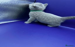 British Shorthair cats for sale: 🏆Grand Imperial Champion Sired GCCF Registered🏆  - Image 14
