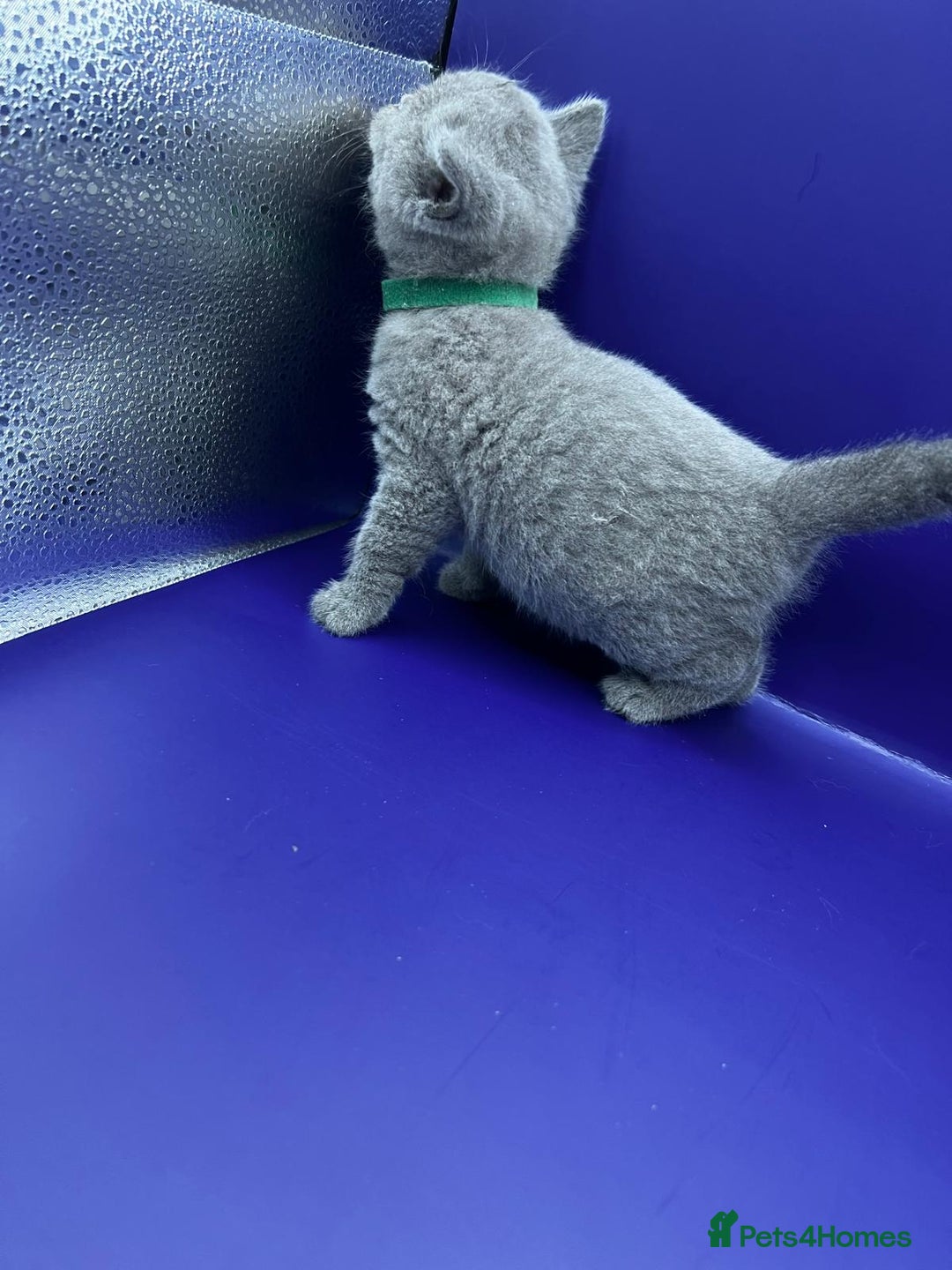 British Shorthair cats for sale: 🏆Grand Imperial Champion Sired GCCF Registered🏆  - Image 14